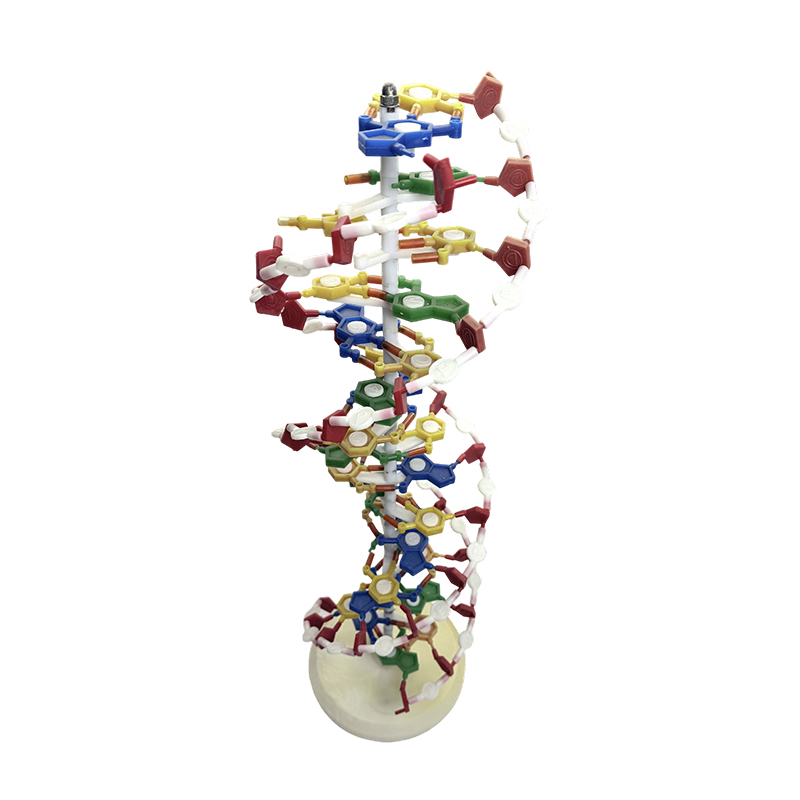DNA model ,DNA double helix model, DNA color double helix medical model